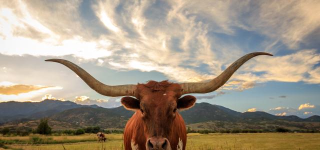 longhorn bull in feild